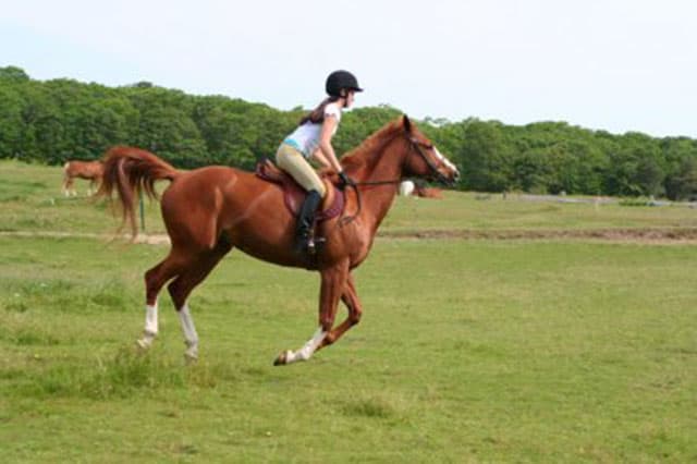 Top 5 Horse Riding Clubs in Damascus for Equestrian Lovers