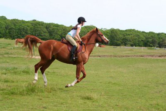 Top 5 Horse Riding Clubs in Damascus for Equestrian Lovers