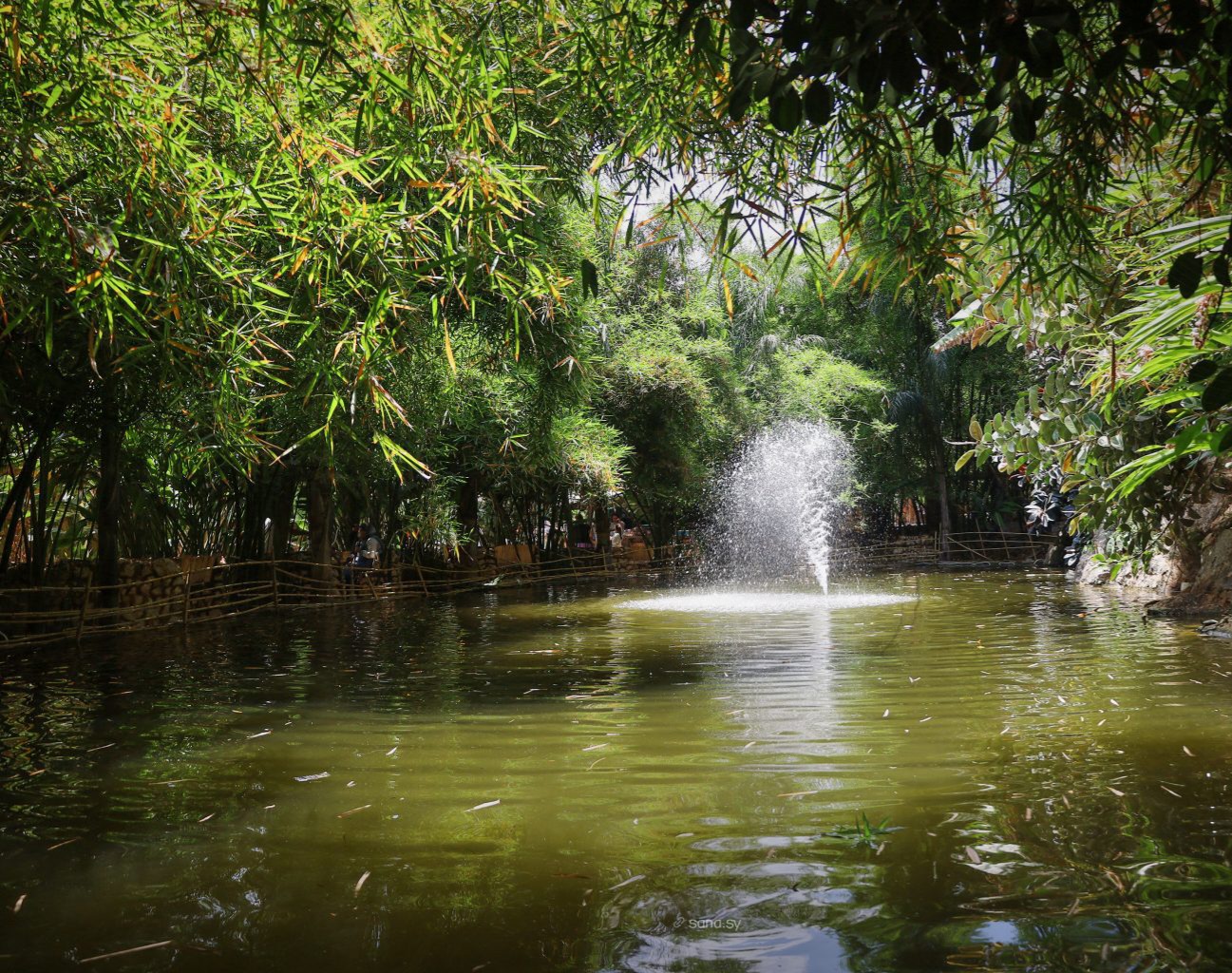Discovering the Tropical Forest of Tartus: Syria’s Hidden Paradise
